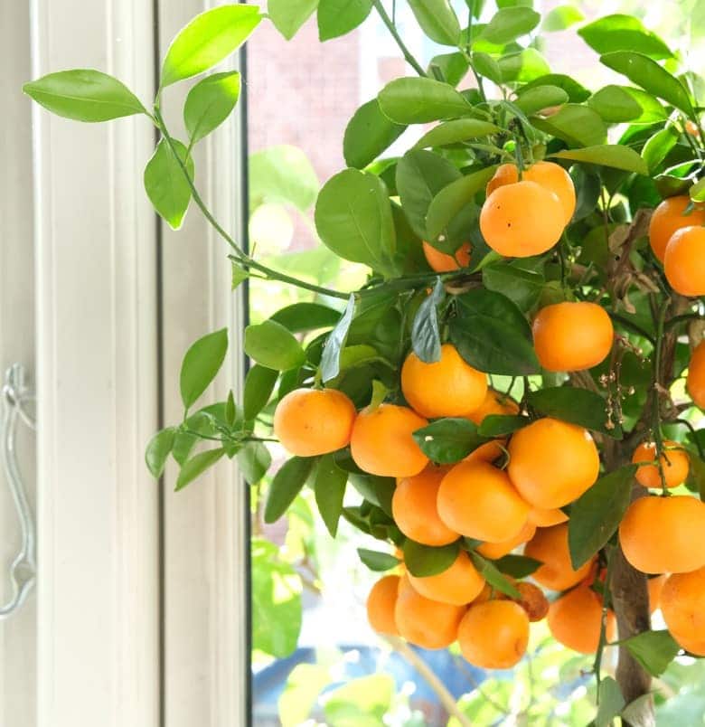 i vindueskarmen hos Coeur Psykoterapi står et mandarin træ og byder dig velkommen